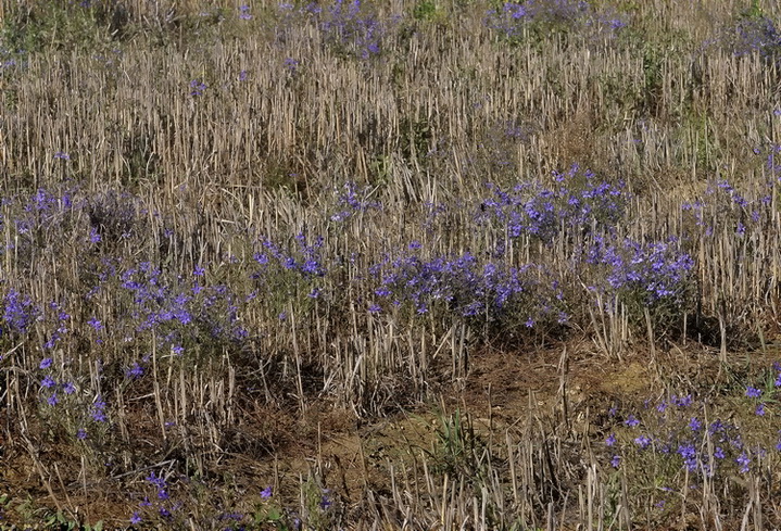 Delphinium consolida / Speronella consolida